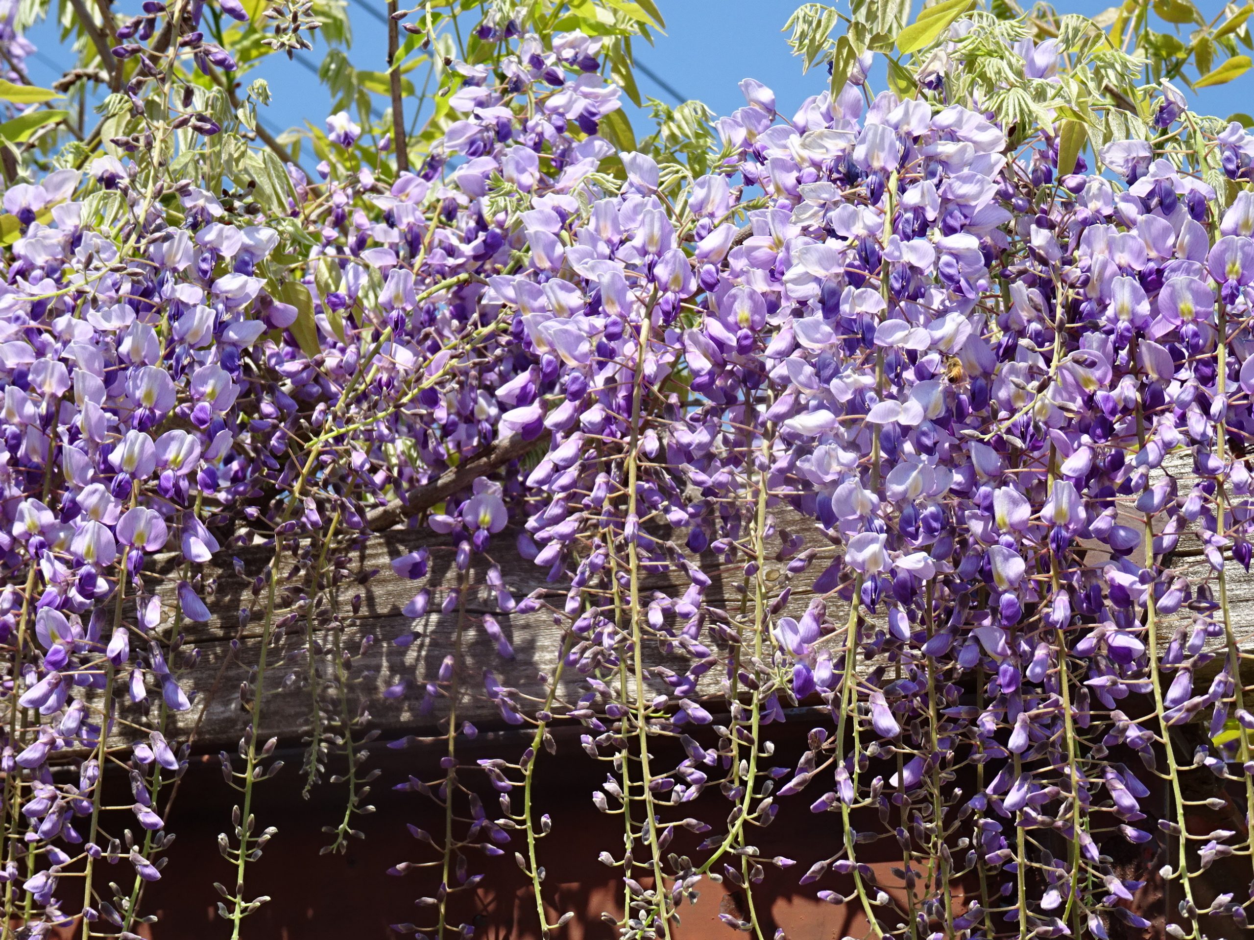 今日のお花