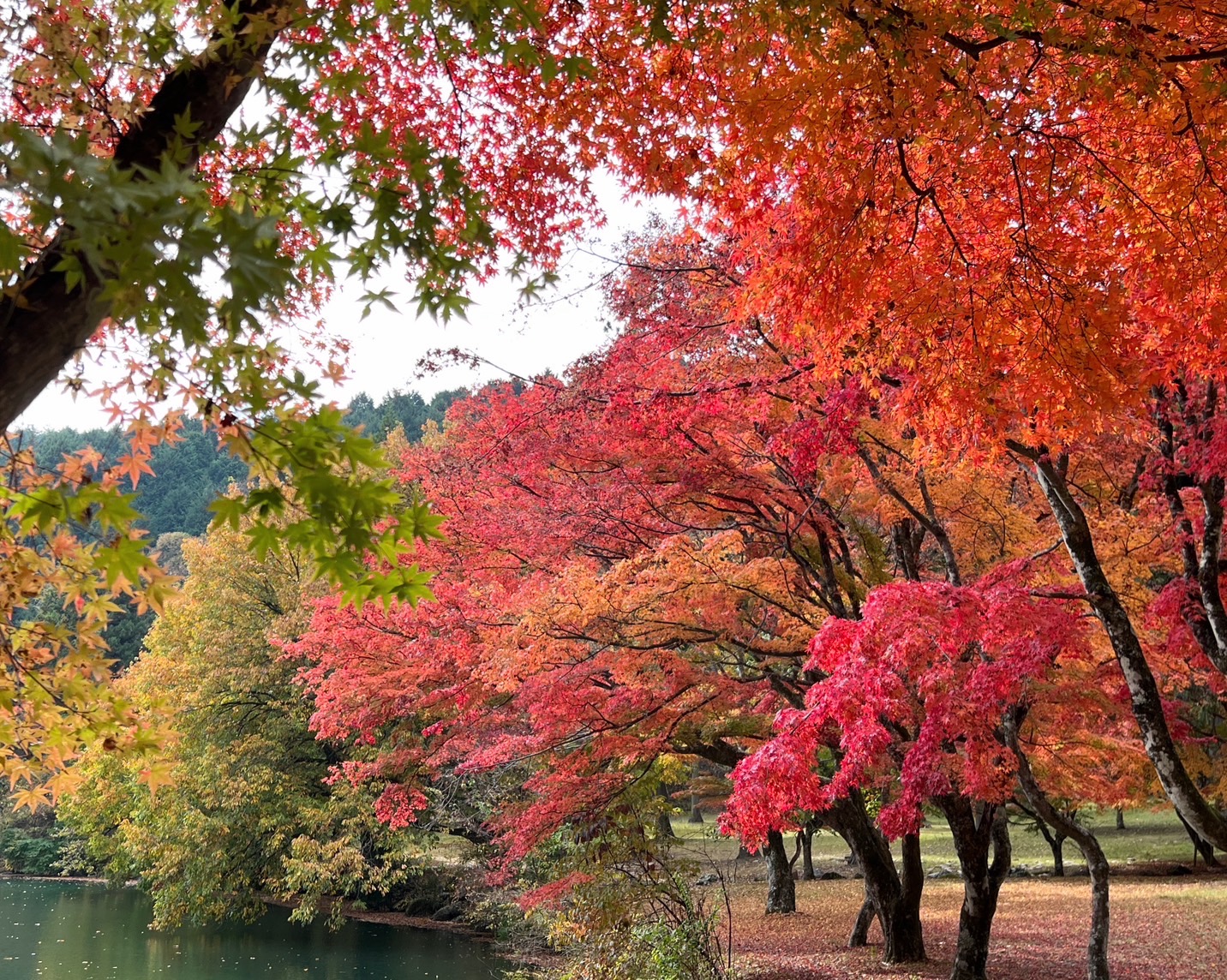 【南アルプス市内 紅葉】11/5・6