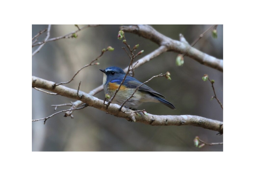 【野鳥調査体験】エコパ伊奈ヶ湖