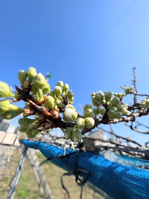 【春の花 開花状況】3/21南アルプス市