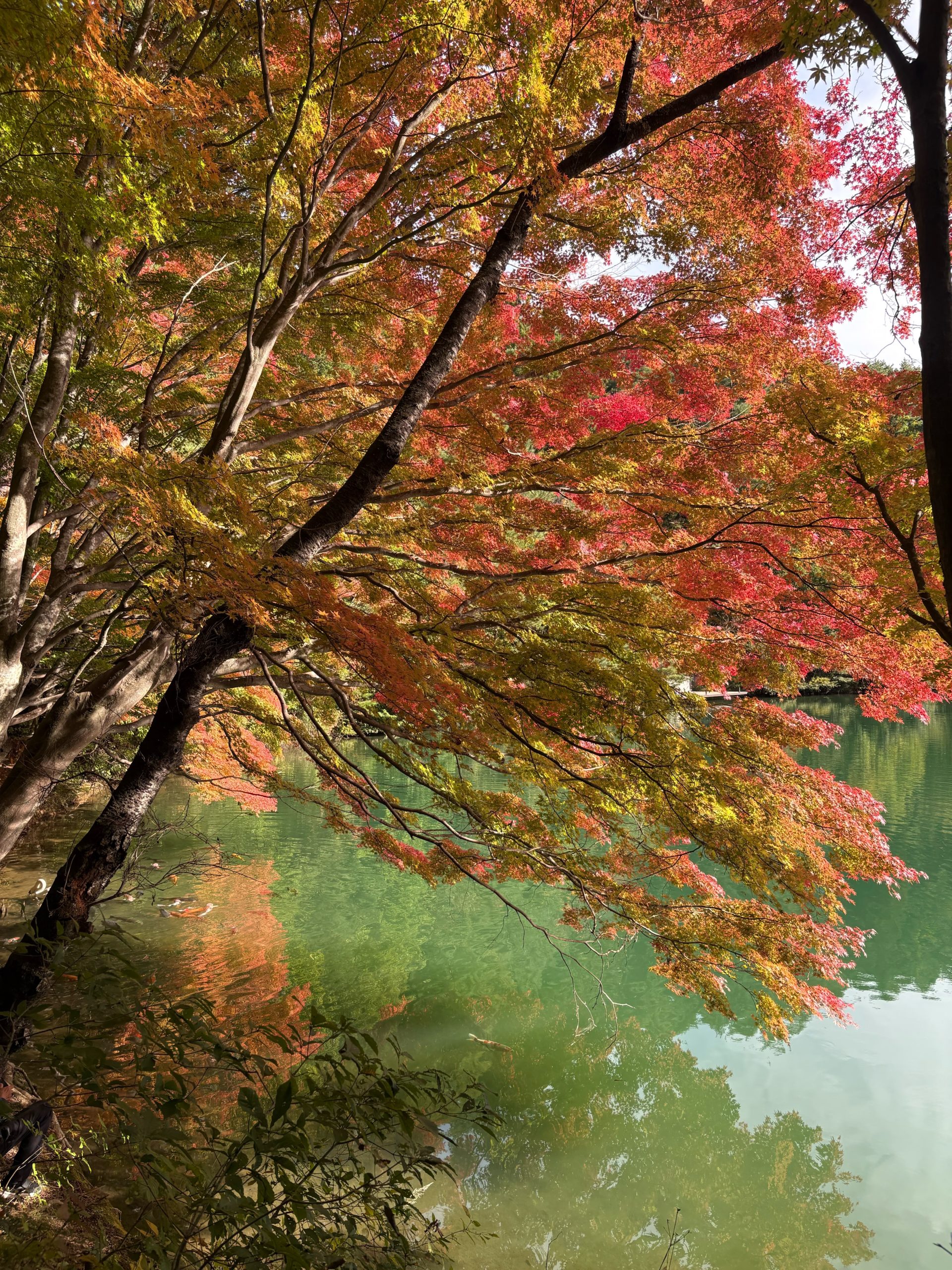【南伊奈ヶ湖 紅葉】11/4
