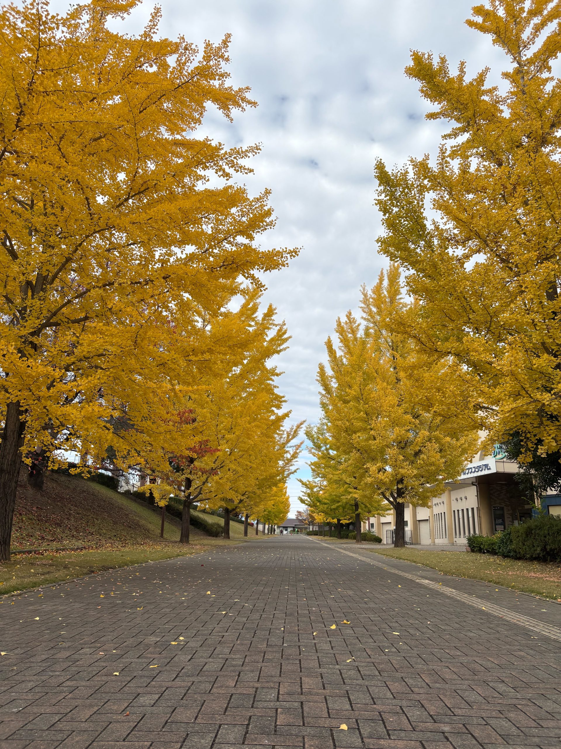 【南アルプス市内 紅葉】11/11