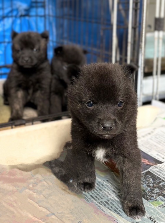 【甲斐犬の赤ちゃん】